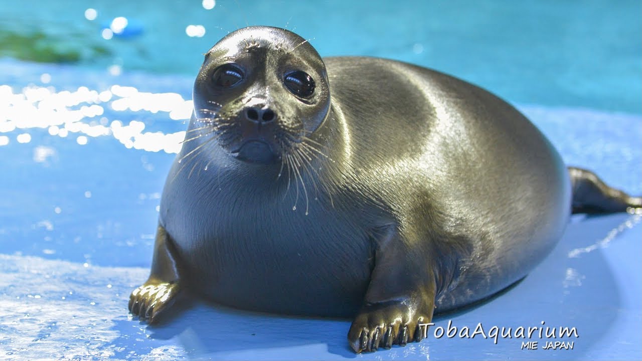 鳥羽水族館　70周年　コレクションカード　レア　ニコくん　アザラシ 鳥羽水族館 70周年 コレクションカード レア ニコくん アザラシ