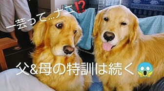 犬のトリック Youtube