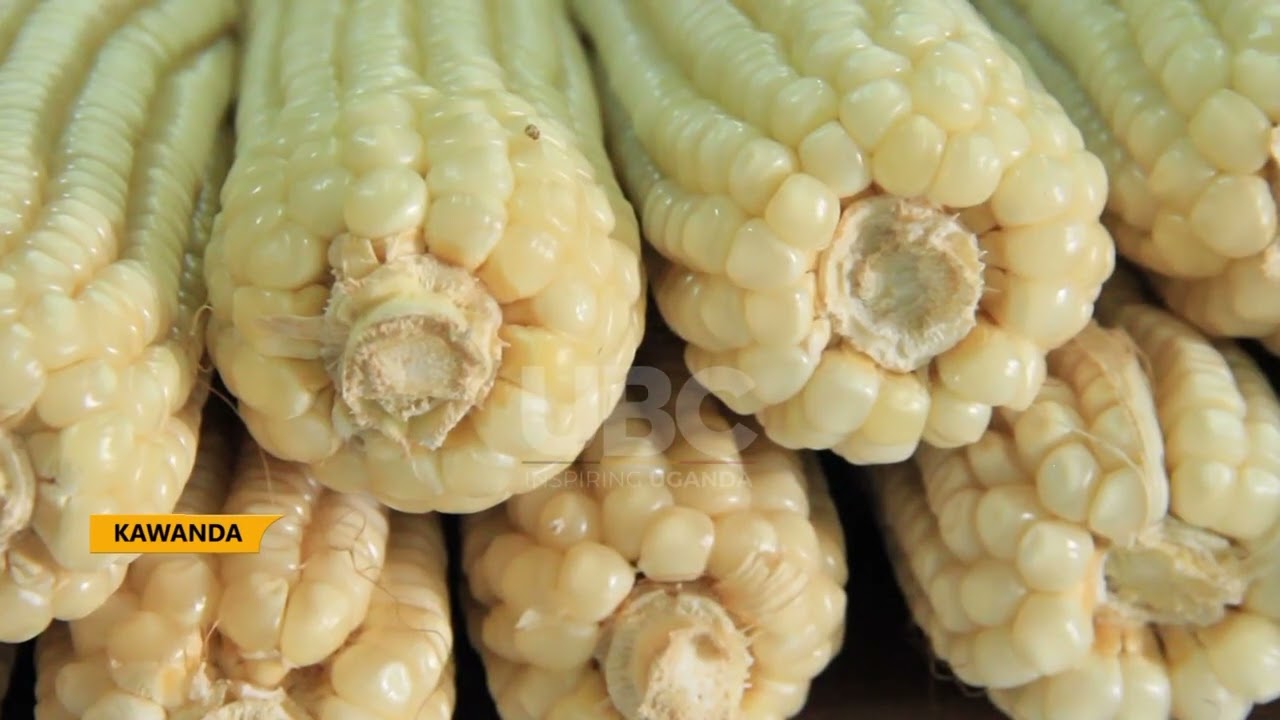 NARO выпускает новые сорта кукурузы, картофеля и риса