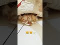 Kittenku kalau ada petir ✌️😸#cutecat #catlover #cat #kitten #funnycats #oyen #kucing #kucinglucu