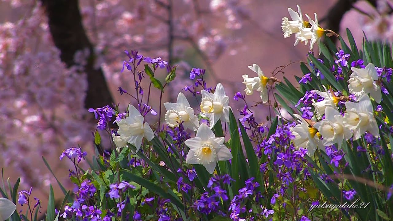 日本有数の一本桜 山梨県 わに塚の桜 はライトアップも幻想的 Amatavi