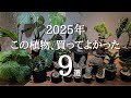 【今年もたくさん買った…】2025年買ってよかった観葉植物9選｜実際に育てて分かった特徴や値段も紹介