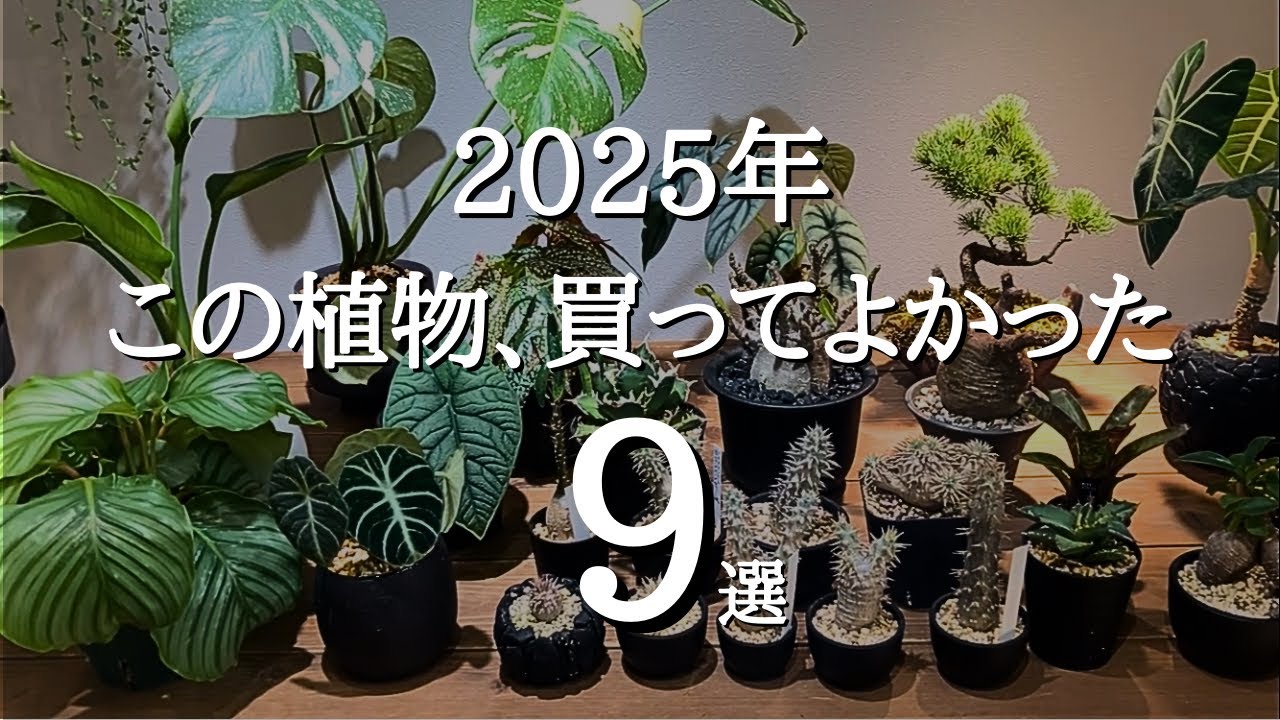 【今年もたくさん買った…】2025年買ってよかった観葉植物9選｜実際に育てて分かった特徴や値段も紹介