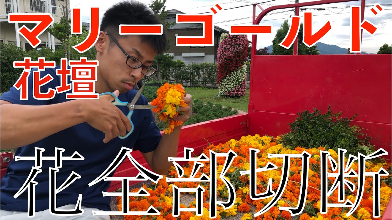 I'm going to cut off all the marigold flowers - YouTube