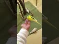 手乗りインコ