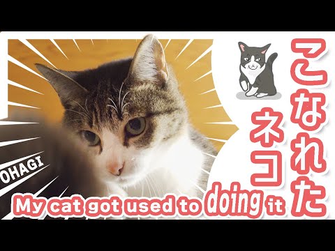 こなれた猫