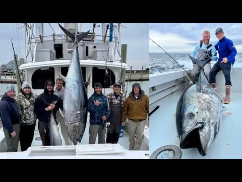 Bluefin + yellowfin Tuna fishing Ocean City MD 