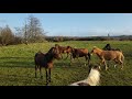 Horses versus the river