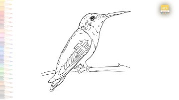 Ruby throated Hummingbird drawing |Hummingbird drawing videos |How to draw Ruby throated Hummingbird