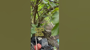 Cây  Dâu tằm Đài Loan hơn 10 năm tuổi | 0386569374 - Ngọc Ngân Bến Tre | Chuyên cây độc lạ