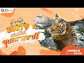 🔴 Live! Tiger | 9-6-2026 , 09:00 | Zoo TV สวนสัตว์อุบลราชธานี