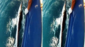Pumpin Hard Sportfishing in 3D