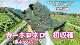降雨と暖かさで生育加速！#カーボロネロの初収穫 と#固定種白菜の収穫
