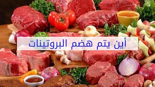 أين يتم هضم البروتينات