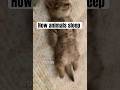 How different animals sleep 😴🐱🐰🐼🐶🦜🐹 #short