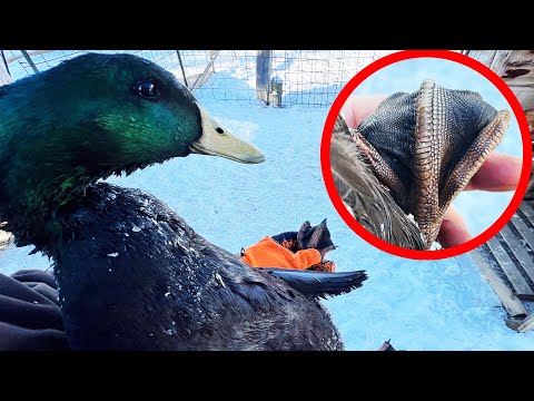 Why a Duck's Feet Can’t Freeze