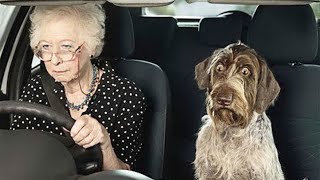 'Brave' dogs reaction when realize he's going to the Vet Funny Dog Reaction