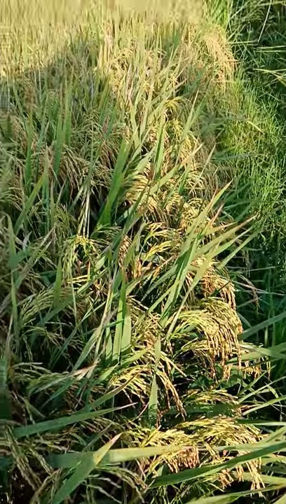 padi unggul terbaik,padi situ bagendit terbaik#padi #sawah #pertanian