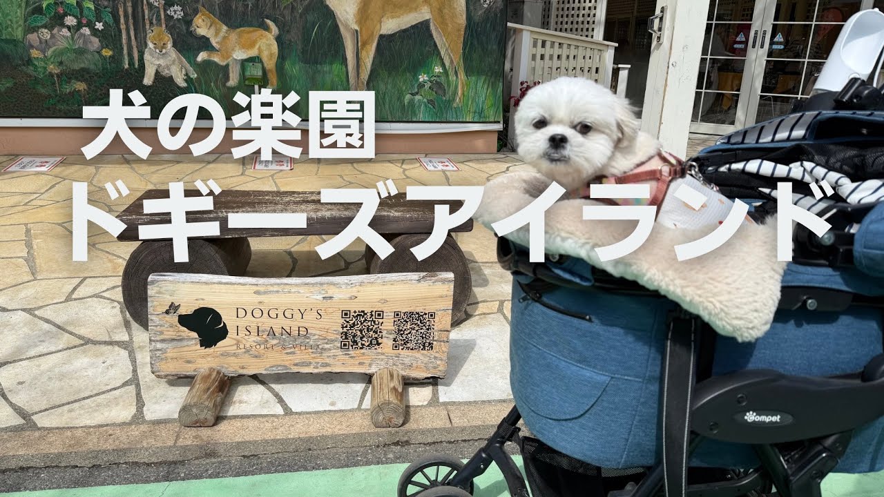 A trip to Doggie's Island, a paradise for dogs! A truly luxurious