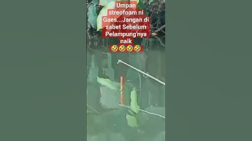 Umpan Mancing ikan nila terbaik 🤣🤣🤣🤣