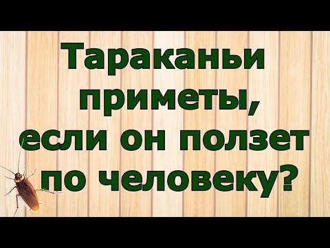 Тараканьи приметы, если он ползет по человеку?