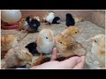 🔴NACIERON pollitos en la granja | Estos #pollitos nacieron de #incubadora🐣