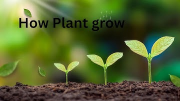 How Plants Grow for Kids |  Educational Video