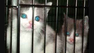 Save a Life!!! Adopt an Animal!!!