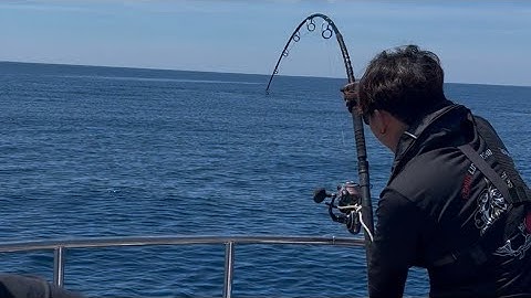 Cách câu cá ngừ ở nhật phần 1 (cá ngừ trên 200kg) Cao tiến câu cá ở nhật!