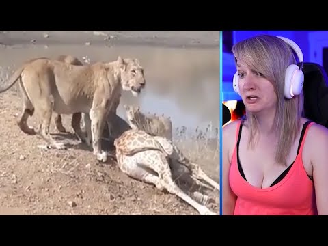 15 Heavy Battle Where Rhinos And Lions Take The Stage Part 2 | Pets House