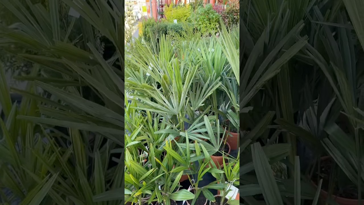 Upcycling & Sonnenstart ☀️ Mein Alltag zwischen Job & Balkonideen | Vlog mit Caro, 23 ✨