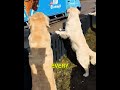 Heartwarming Ice Cream Truck Routine🍦