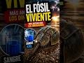 EL FÓSIL VIVIENTE MÁS ANTIGUO DEL OCÉANO 😱 #mars #curiosidades #tortuga #tortugas #pesca