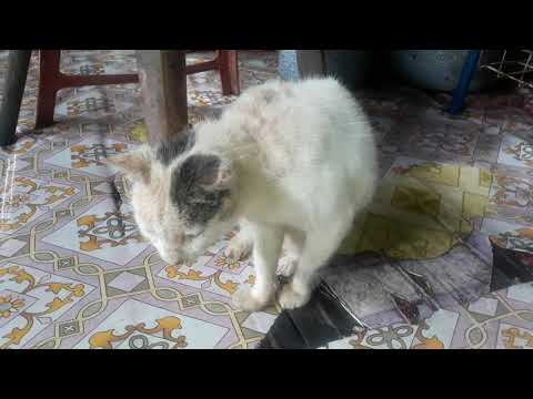 Video: Hidung Berdarah Di Kucing