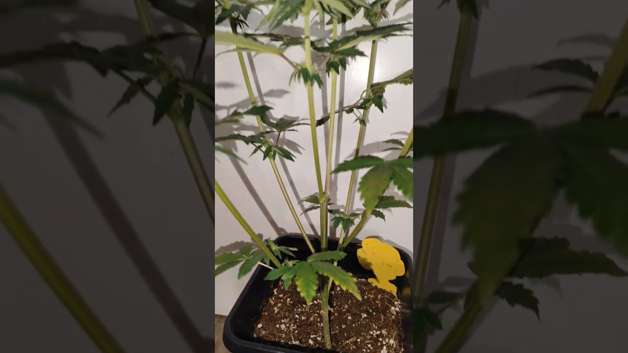 Banana Purple Punch RF3 🌲 Waiting for watering 💧