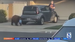 Bear nicknamed 'Oreo' invades Monrovia homes for food, desserts