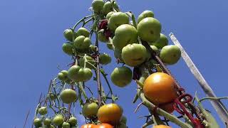 видео: Самые урожайные томаты. Томат Куум. Обзор в открытом грунте в начале августа 2022 года. картинка: Самые урожайные томаты. Томат Куум. Обзор в открытом грунте в начале августа 2022 года.