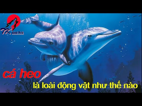 Video: Cá heo xám: đặc điểm của loài