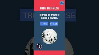 True or False Quiz: Test Your Knowledge! #short #quiz
