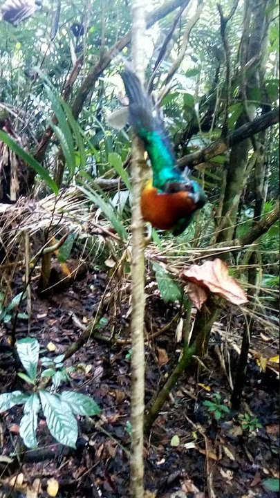 Memikat Kolibri wulung.. 👍👍🙏