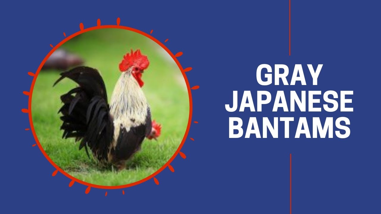 Gray Japanese Bantam Chicken Breed (Breeding Flock) | Cackle Hatchery