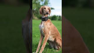 Saluki  The Fastest Dog Breeds In The World  #dogs #shorts