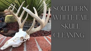 SOUTHERN WHITETAIL SKULL CLEANING 'HOW TO'