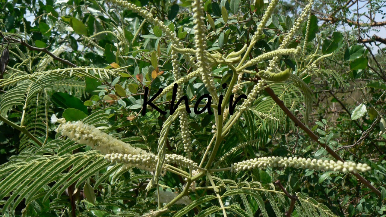 How To Pronounce Khair?