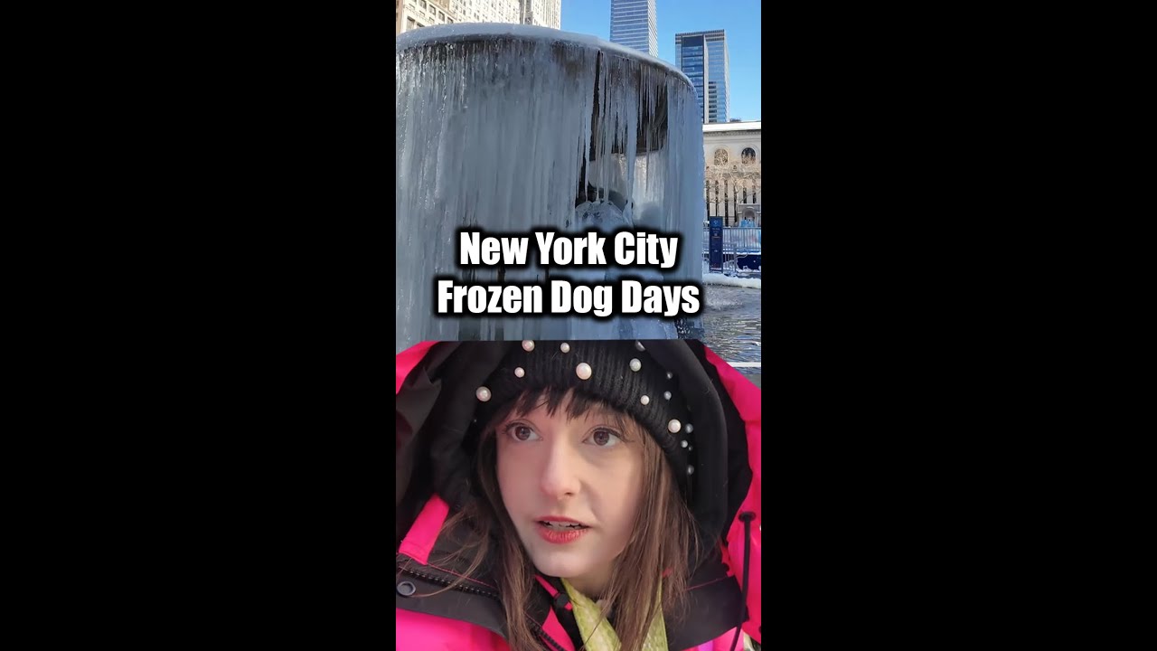 ✨Live✨NYC Frozen Dog Days | Feels like 2 degrees!!! 