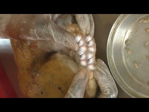 Remove maggot from dog skin || Mangoworms Removal #59