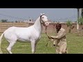 kamal ki video hai par horse not for sale by nawaz horse wala|| update baba nawaz 2020