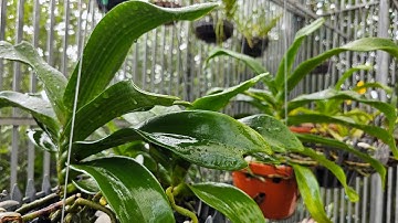 Tại sao lan ngọc điểm hay bị nhăn lá vàng lá.Why do jade orchids get wrinkled.