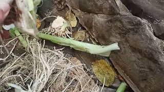 картинка: К зимовке готовы