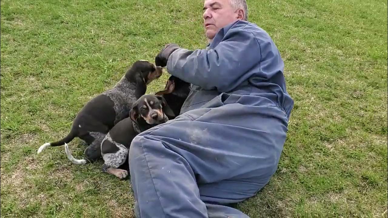 Did these BLUETICK COONHOUND puppies take down a BEAR?!! YouTube